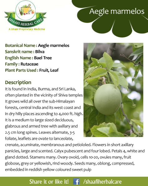 benefits of Aegle marmelos health benefits of Bael Tree Bael