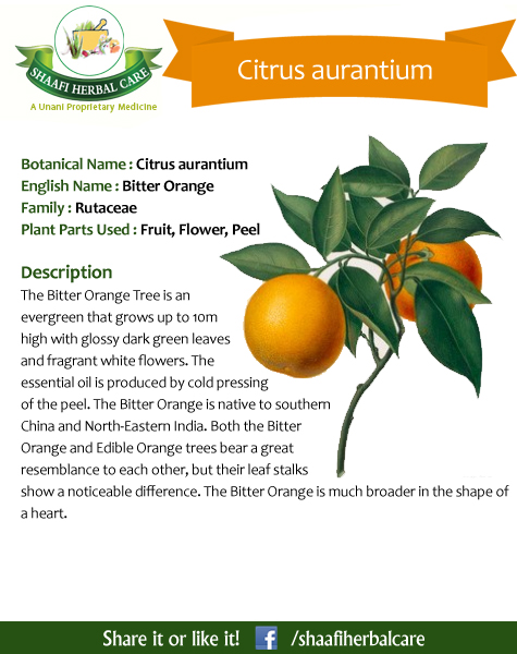 Citrus aurantium health