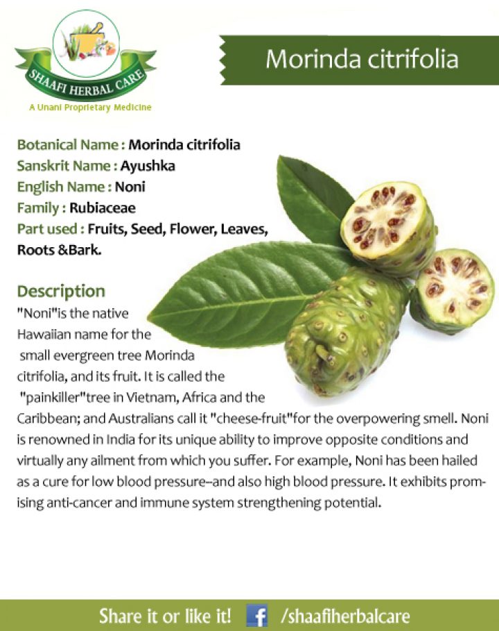 Benefits of outlet noni leaves