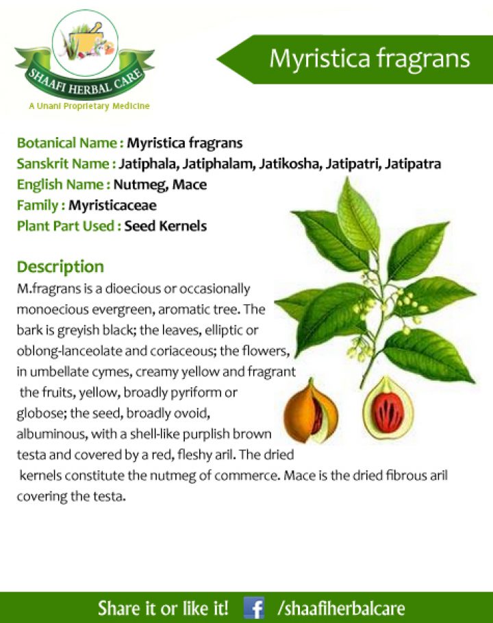 Benefits Of Myristica Fragrans Jatiphala Jatiphalam Jatikosha