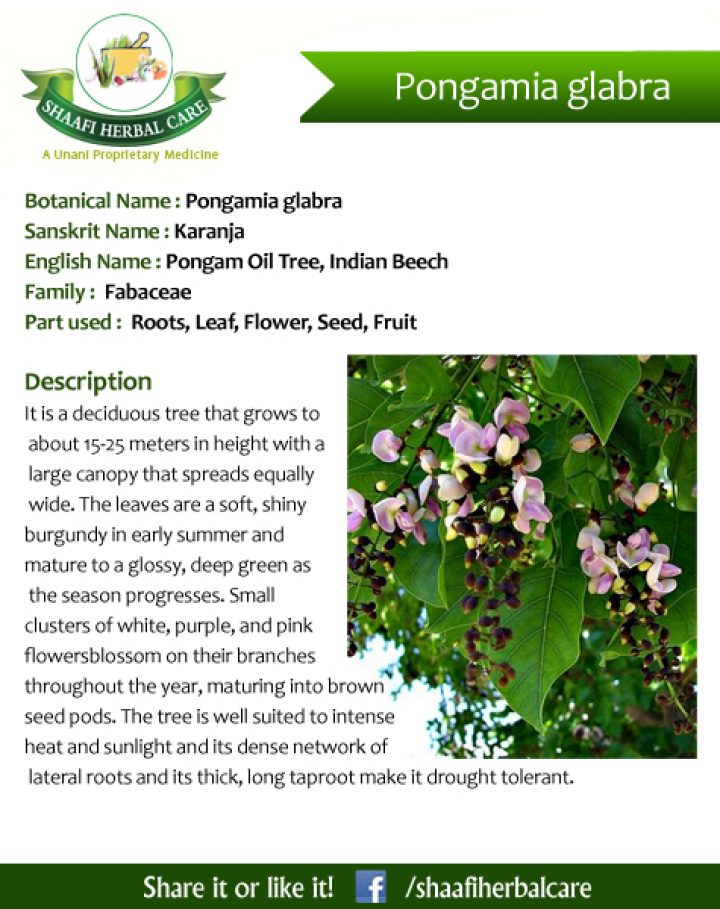 benefits-of-pongamia-glabra-pongam-oil-tree-indian-beech-karanja