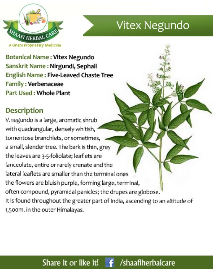 benefits of Vitex Negundo Five Leaved Chaste Tree Nirgundi Sephali