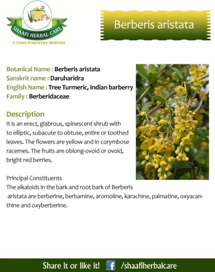 remedies of indian barberry| health benefits of barberry,Tree Turmeric ...